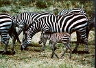 Africa (20)  Two day old zebra